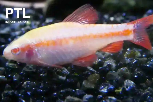 PTL69431 BARBUS TITTEYA ALBINO RED